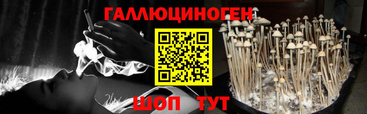 Галлюциногенные грибы Psilocybe Елизово